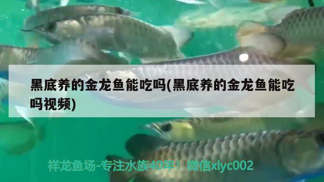 黑底养的金龙鱼能吃吗(黑底养的金龙鱼能吃吗视频) 印尼红龙鱼