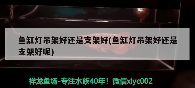 鱼缸灯吊架好还是支架好(鱼缸灯吊架好还是支架好呢) 埃及神仙鱼