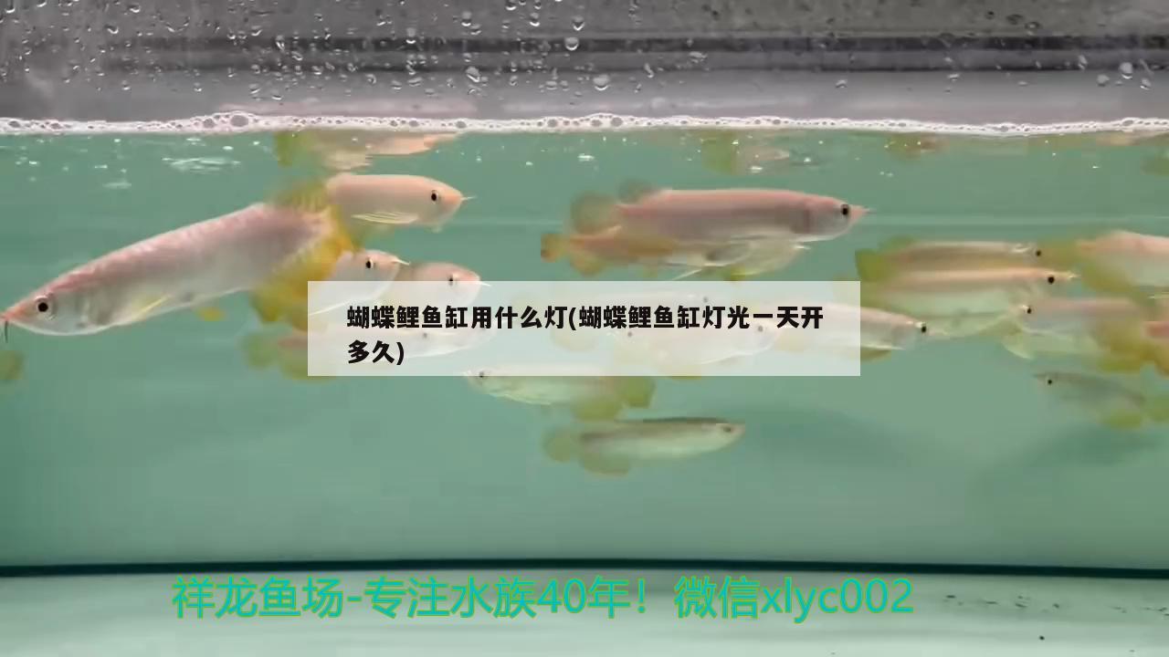 蝴蝶鲤鱼缸用什么灯(蝴蝶鲤鱼缸灯光一天开多久)