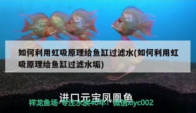 如何利用虹吸原理给鱼缸过滤水(如何利用虹吸原理给鱼缸过滤水垢)