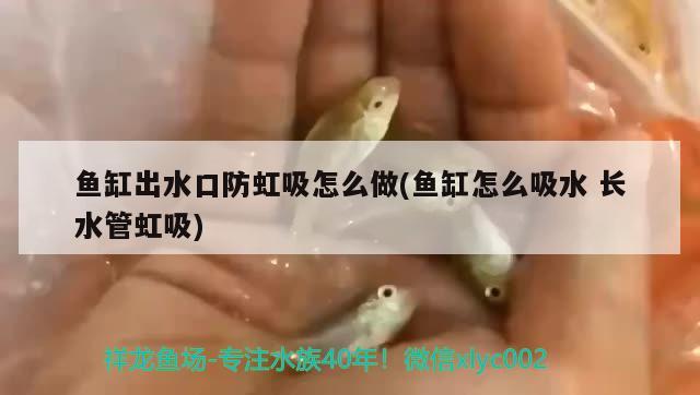 鱼缸出水口防虹吸怎么做(鱼缸怎么吸水长水管虹吸) 大白鲨鱼