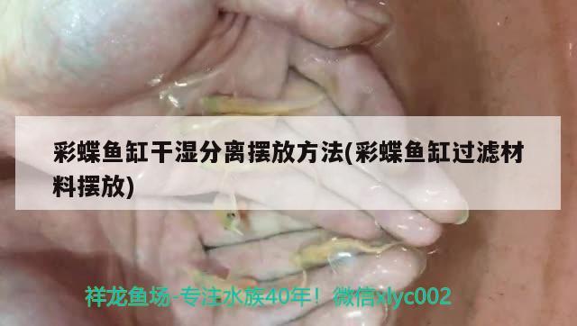 彩蝶鱼缸干湿分离摆放方法(彩蝶鱼缸过滤材料摆放)