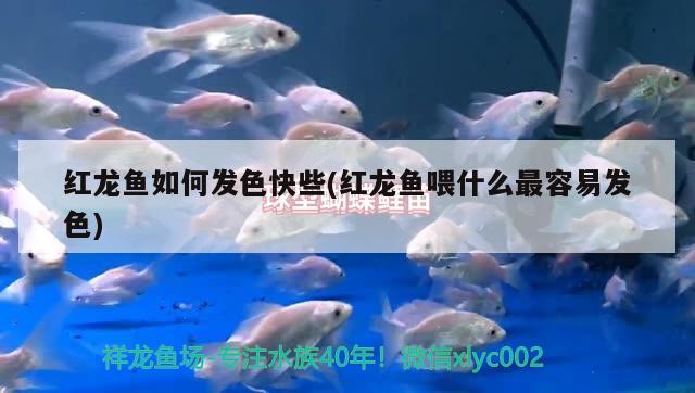 红龙鱼如何发色快些(红龙鱼喂什么最容易发色) 新加坡号半红龙鱼（练手级红龙鱼）