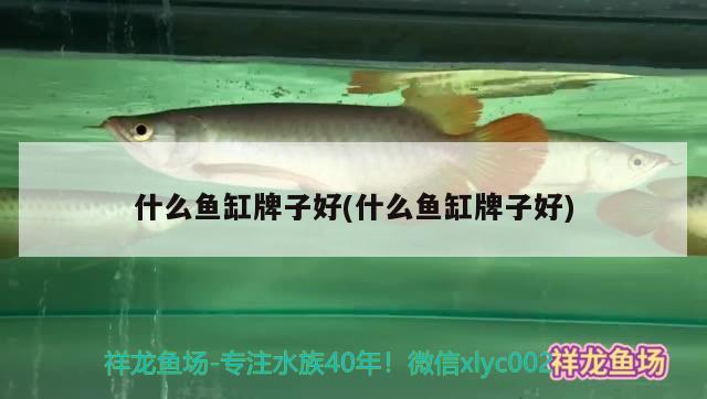 虎斑恐龙鱼可以和什么鱼一起养呢视频教程（虎斑恐龙鱼食量大吗） 虎鱼百科 第2张