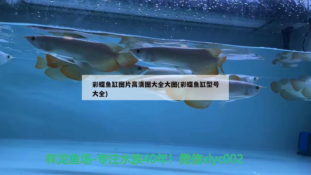 阳泉二手鱼缸转让58同城信息大全最新消息(阳泉哪里有卖鱼缸的) 魟鱼 第3张