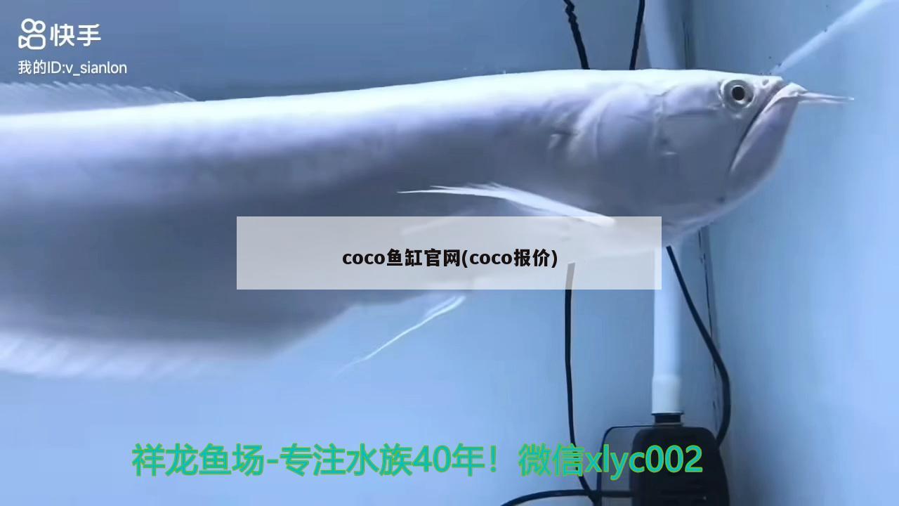 coco鱼缸官网(coco报价) 祥龙超血红龙鱼