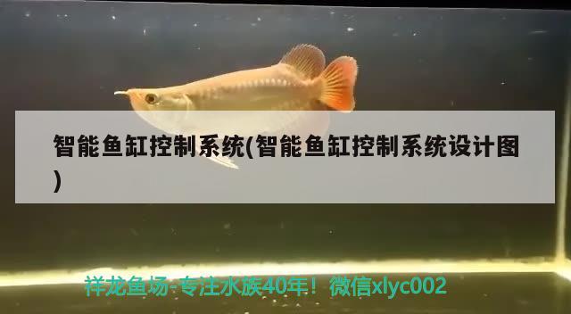 智能鱼缸控制系统(智能鱼缸控制系统设计图) 稀有金龙鱼