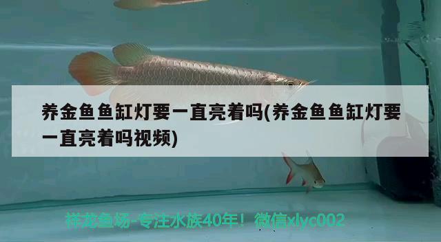 养金鱼鱼缸灯要一直亮着吗(养金鱼鱼缸灯要一直亮着吗视频) 广州祥龙国际水族贸易