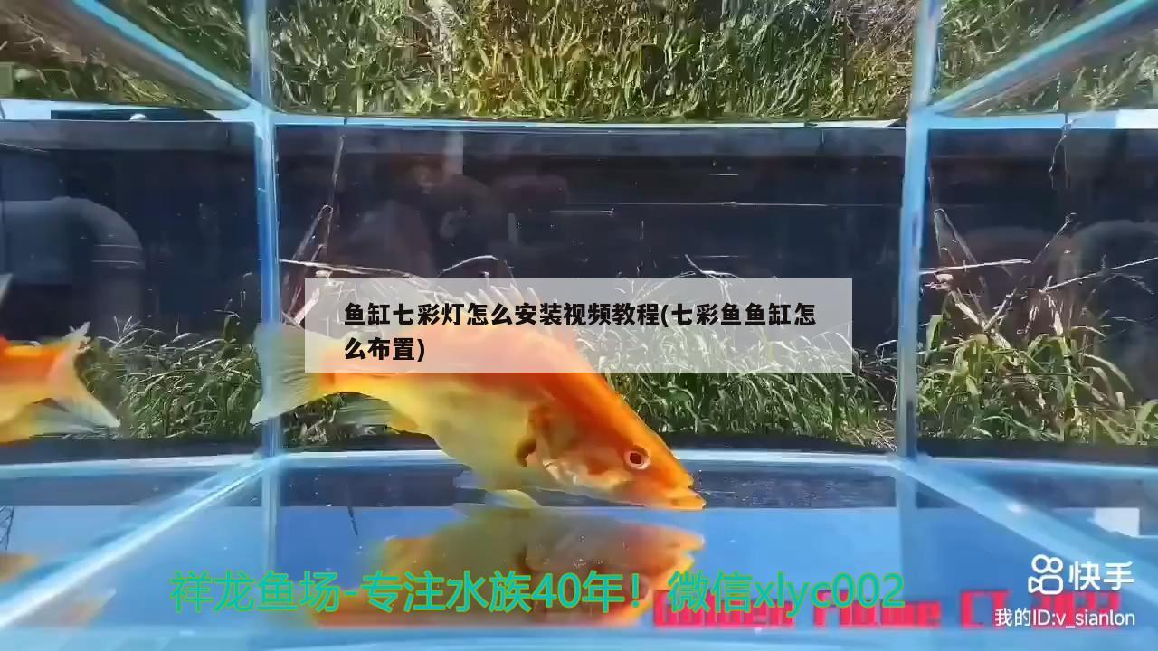 鱼缸七彩灯怎么安装视频教程(七彩鱼鱼缸怎么布置)