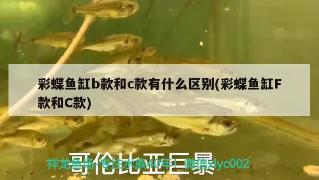 海丽雅鱼缸怎么样(海利亚鱼缸怎么样)