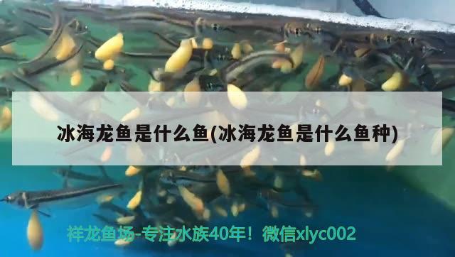 冰海龙鱼是什么鱼(冰海龙鱼是什么鱼种)