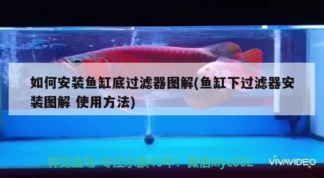 海边生活的人分享下真正的赶海体验吧，实名羡慕啊，一个鱼一个喷的右边念什么 观赏鱼 第1张