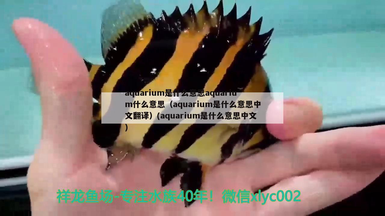 aquarium是什么意思aquarium什么意思（aquarium是什么意思中文翻译）(aquarium是什么意思中文) 印尼虎苗