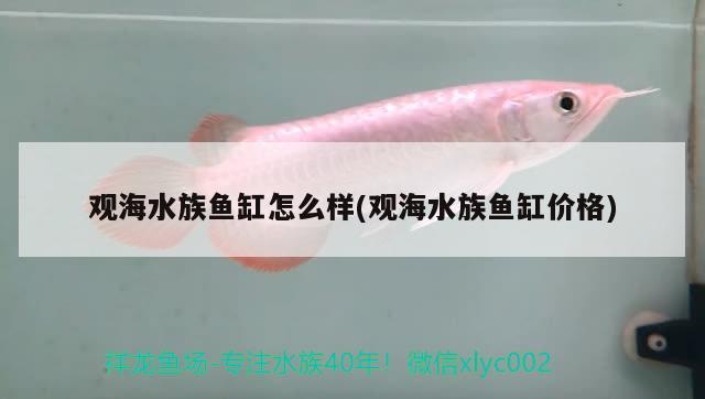 观海水族鱼缸怎么样(观海水族鱼缸价格) 黄吉金龙（白子金龙鱼）