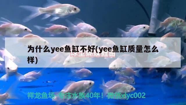 为什么yee鱼缸不好(yee鱼缸质量怎么样) yee