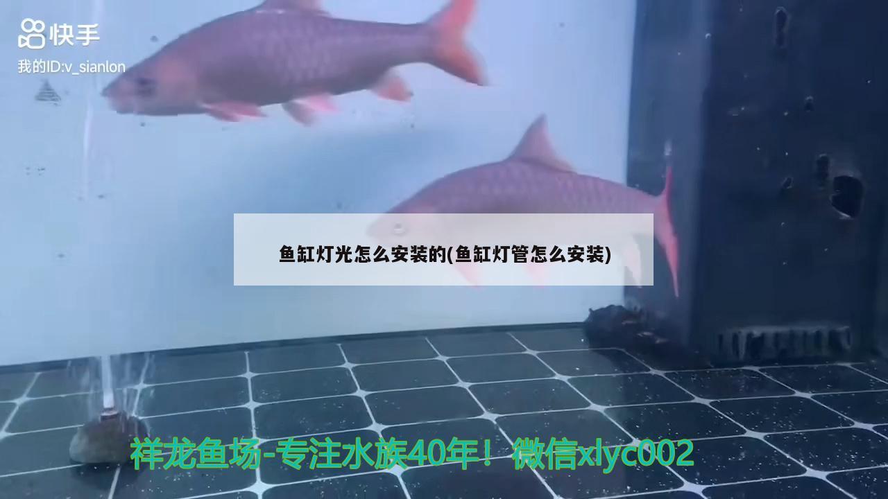 鱼缸灯光怎么安装的(鱼缸灯管怎么安装) 细线银版鱼