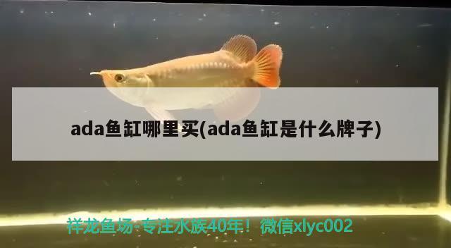 ada鱼缸哪里买(ada鱼缸是什么牌子) 稀有金龙鱼