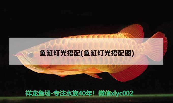 鱼缸灯光搭配(鱼缸灯光搭配图) 黄鳍鲳鱼
