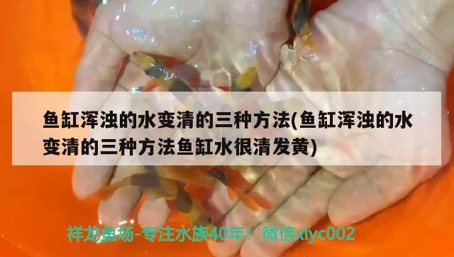 鱼缸浑浊的水变清的三种方法(鱼缸浑浊的水变清的三种方法鱼缸水很清发黄) 广州水族器材滤材批发市场