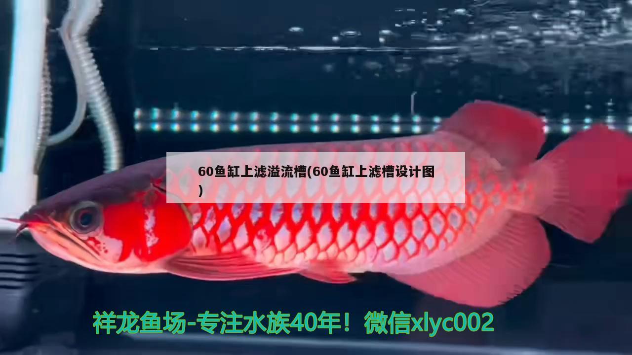 60鱼缸上滤溢流槽(60鱼缸上滤槽设计图) 水族用品