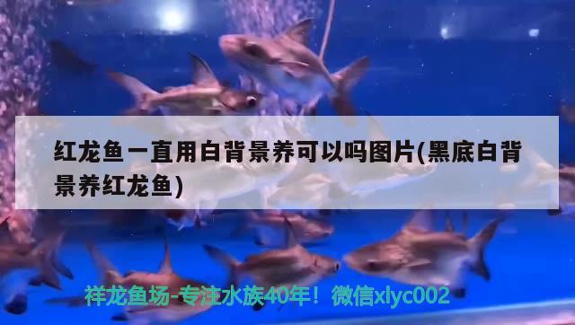 包含杭州观赏鱼水族馆地址查询的词条