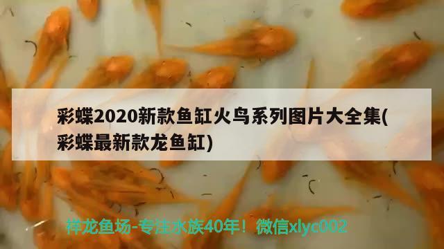 彩蝶2020新款鱼缸火鸟系列图片大全集(彩蝶最新款龙鱼缸)