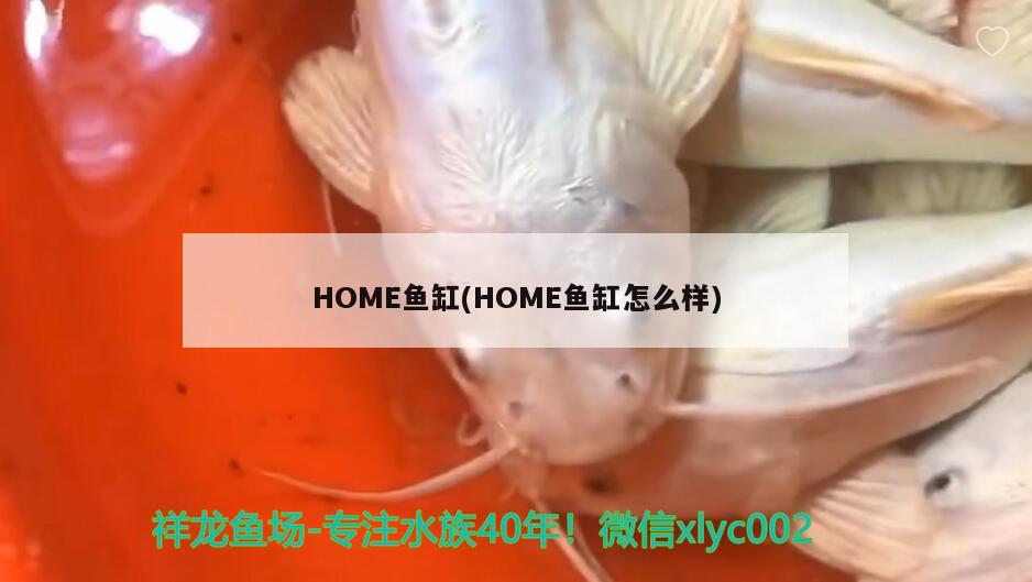 HOME鱼缸(HOME鱼缸怎么样) 祥龙鱼场 第2张