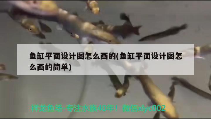 鱼缸平面设计图怎么画的(鱼缸平面设计图怎么画的简单)