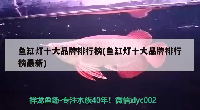 鱼缸灯十大品牌排行榜(鱼缸灯十大品牌排行榜最新) 巨骨舌鱼