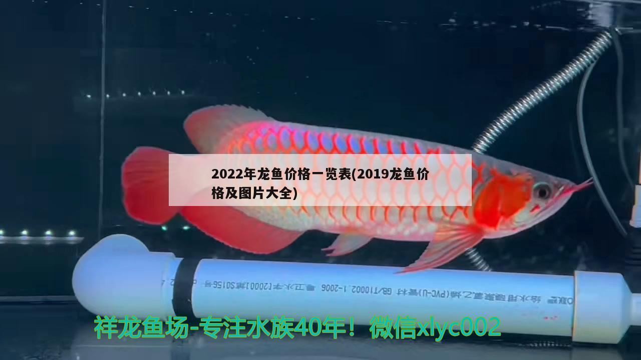 2022年龙鱼价格一览表(2019龙鱼价格及图片大全)