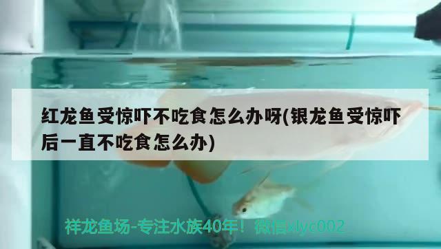 红龙鱼受惊吓不吃食怎么办呀(银龙鱼受惊吓后一直不吃食怎么办) 银龙鱼