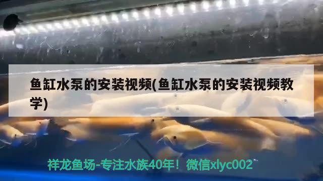 鱼缸水泵的安装视频(鱼缸水泵的安装视频教学)