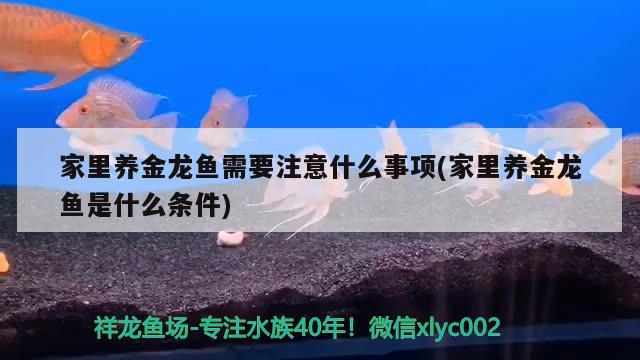 家里养金龙鱼需要注意什么事项(家里养金龙鱼是什么条件)