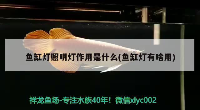 鱼缸灯照明灯作用是什么(鱼缸灯有啥用) B级过背金龙鱼