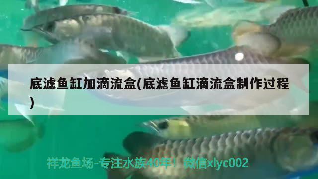 底滤鱼缸加滴流盒(底滤鱼缸滴流盒制作过程) B级过背金龙鱼