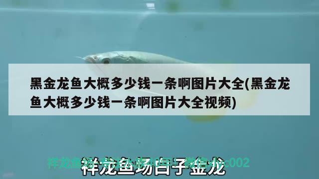 黑金龙鱼大概多少钱一条啊图片大全(黑金龙鱼大概多少钱一条啊图片大全视频)