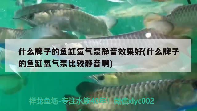 什么牌子的鱼缸氧气泵静音效果好(什么牌子的鱼缸氧气泵比较静音啊)