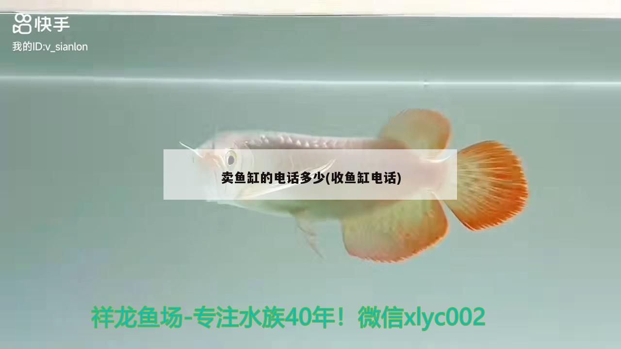 卖鱼缸的电话多少(收鱼缸电话) 观赏鱼水族批发市场