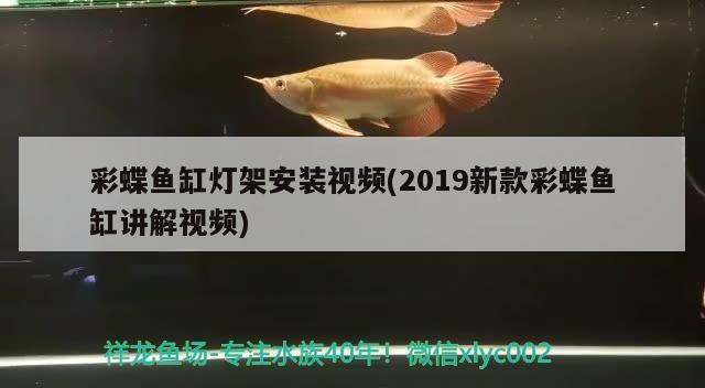 彩蝶鱼缸灯架安装视频(2019新款彩蝶鱼缸讲解视频)