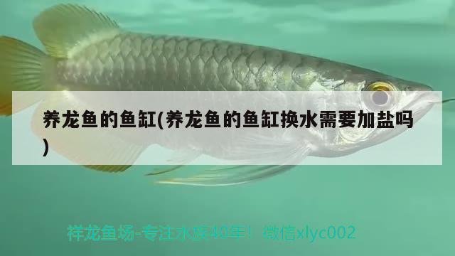 养龙鱼的鱼缸(养龙鱼的鱼缸换水需要加盐吗)