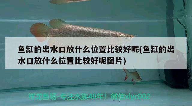 鱼缸的出水口放什么位置比较好呢(鱼缸的出水口放什么位置比较好呢图片) 潜水泵