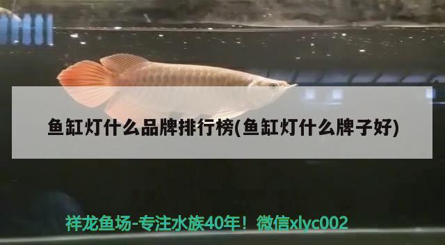 鱼缸灯什么品牌排行榜(鱼缸灯什么牌子好) 稀有金龙鱼