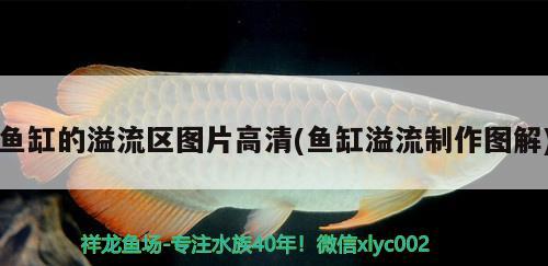 最佳养红龙鱼方法（红龙怎么养） 稀有红龙品种 第3张