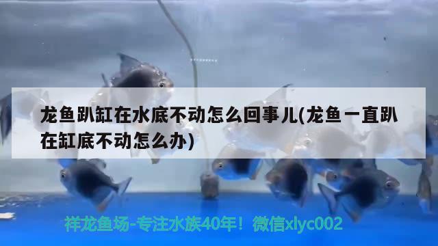 高背金龙鱼能长多大图片视频教程(60公分高背金龙鱼视频) 高背金龙鱼