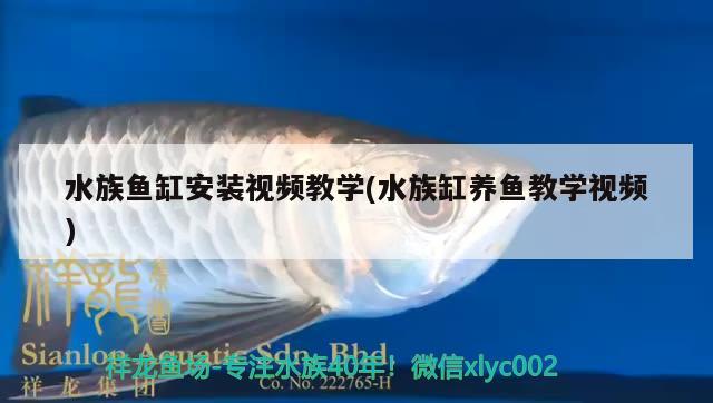 水族鱼缸安装视频教学(水族缸养鱼教学视频) 祥龙金禾金龙鱼