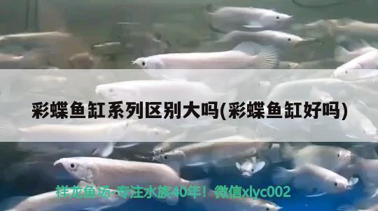 六角龙鱼用深水还是浅水：六角龙鱼水深会死吗 观赏鱼市场 第1张