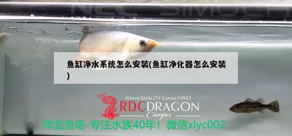 鱼缸净水系统怎么安装(鱼缸净化器怎么安装) 祥龙水族护理水