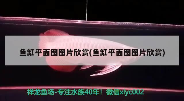 60鱼缸尺寸规格图片（60的鱼缸什么样的尺寸最好看） 其他品牌鱼缸 第2张