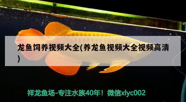 龙鱼饲养视频大全(养龙鱼视频大全视频高清) iwish爱唯希品牌鱼缸