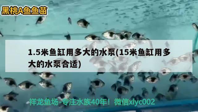 1.5米鱼缸用多大的水泵(15米鱼缸用多大的水泵合适) 白子黄化银龙鱼